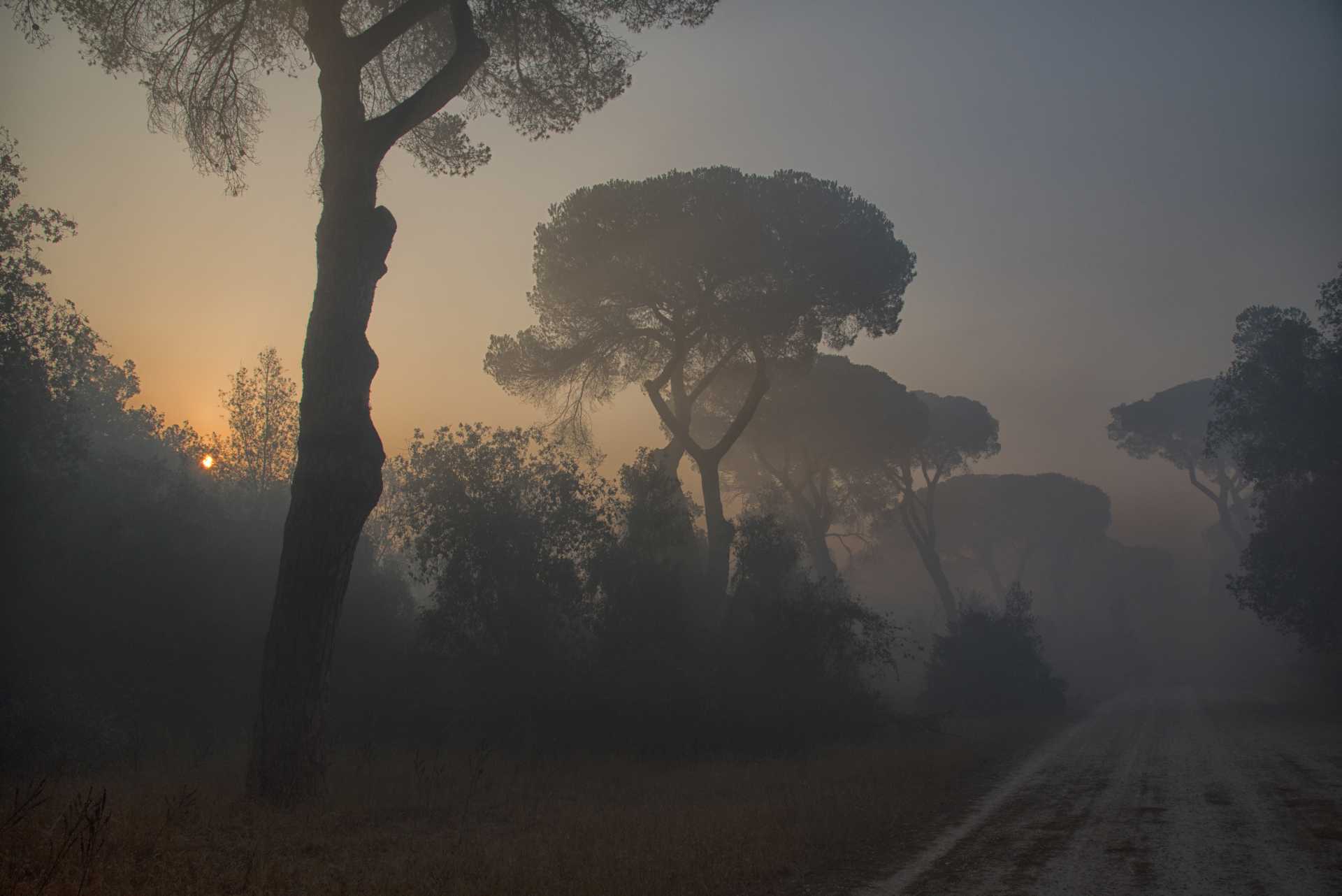 Divieto di accesso nella pineta di Castelfusano fino al 31 ottobre